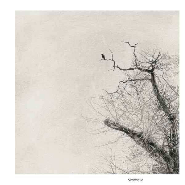 Sentinelle